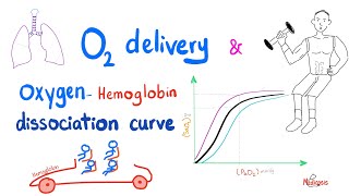 OxygenHemoglobin Dissociation Curve  Oxygen Transport to Tissue  Respiratory Physiology [upl. by Sassan]