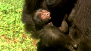 First Look Baby Gorilla  Busch Gardens Tampa Bay [upl. by Zetneuq]