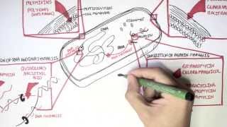 Microbiology  Antibiotics Mechanisms of Action [upl. by Graves]