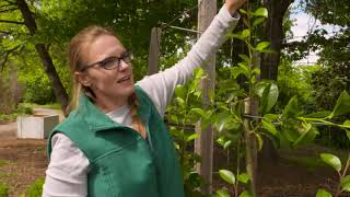 Spring Pruning Espalier Trees [upl. by Attennaj]