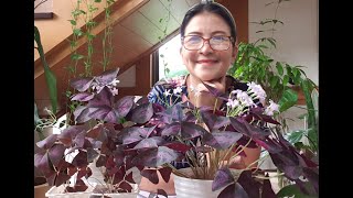 PURPLE SHAMROCK OXALIS TRIANGULARIS CARE TIPS [upl. by Francie]