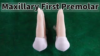 Dental Morphology  Maxillary First Premolar [upl. by Bara871]