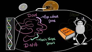 Genes DNA amp chromosomes  Heredity amp Evolution  Biology  Khan Academy [upl. by Cedar]