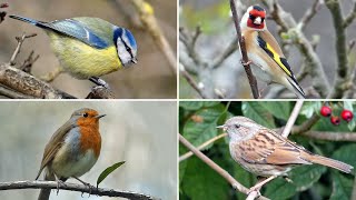 UK Garden Bird Identification Guide  Bird Names and Songs [upl. by Eerolam98]