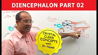 Diencephalon  Neuroanatomy  Part 22 [upl. by Calloway]