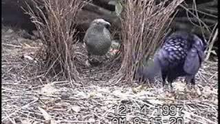 bowerbird courtship [upl. by Anitsuga646]