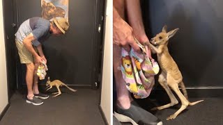 Cute Baby Kangaroo Takes First Steps [upl. by La Verne680]