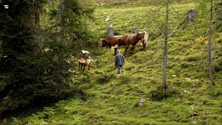 Almen in Österreich Vom Leben mit der Natur [upl. by Ennaeirb689]