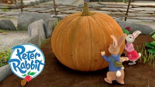 Peter Rabbit  The Great Pumpkin Theft  Cartoons for Kids [upl. by Anaet533]