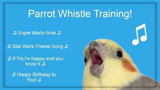 Bird Whistle Training Teach Your Bird  Parrot to Sing 8 Hour Loop [upl. by Sydney]