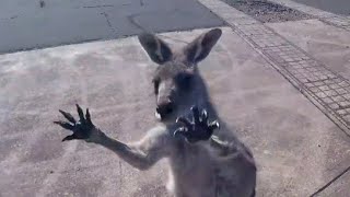 Kangaroo Gang Attacks Skydiver [upl. by Ssegrub971]