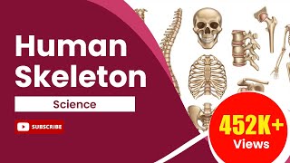 Human Skeleton  Body Movements  Science  Class 6 [upl. by Trici]