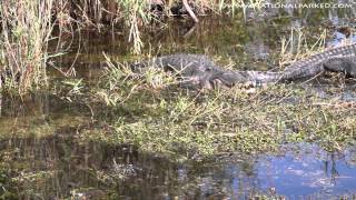 Anhinga Trail in Everglades National Park 1080p [upl. by Sedgewinn]