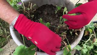 Bringing Your Plants Inside for the Winter Part II  Geraniums [upl. by Nolla]