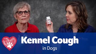 Kennel Cough in Dogs [upl. by Glaser]