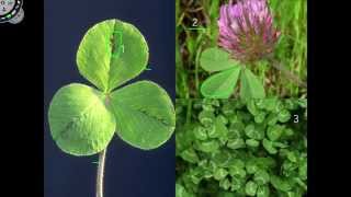 Clover Identification Pt 1 [upl. by Lorrimor]