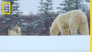 Wolf Pack Takes on a Polar Bear  Ep 1  Wildlife The Big Freeze [upl. by Laeynad118]