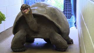 Meet Abrazzo the Galapagos Tortoise [upl. by Aicirtel]