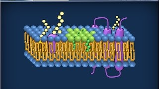 Citologia 13  Membrana cellulare [upl. by Bish]