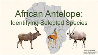 Identifying common African antelope [upl. by Gannon]