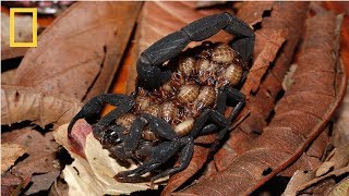 National Geographic Wild  Deadly Scorpions  Documentary HD 2017 [upl. by Ocnarf]