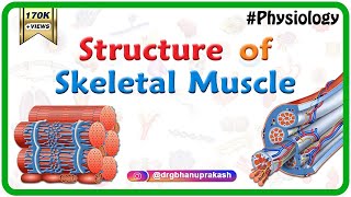 Structure of a skeletal muscle  Muscle Physiology Animations  USMLE videos [upl. by Reeva305]