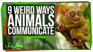 9 Weird Ways Animals Communicate [upl. by Amek548]