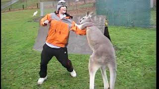 Kangaroo vs Human Kangaroo attacking [upl. by Charpentier]