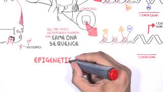 Epigenetics  An Introduction [upl. by Ahsrav]