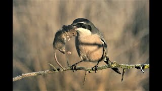 Great grey shrike hunting  Butchering Bird [upl. by Boleyn]