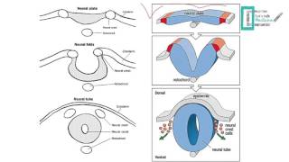 CNS Embryology [upl. by Antoni]