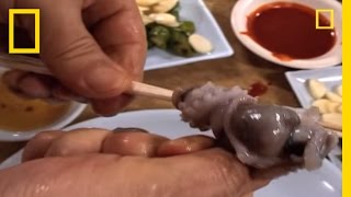 ASMR Pitbull Eating Raw Foods VenisonSheep kidneyPig tailQuailDuck neck [upl. by Oilisab]