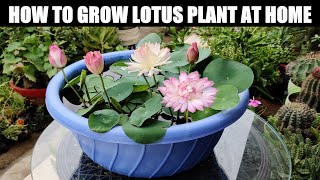 How To Grow Lotus Plant  FULL INFORMATION [upl. by Sarad]