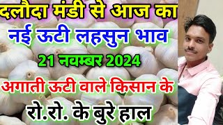 दलोदा मंडी नई ऊटी लहसुन भाव 21 नवम्बर 2024 new ooty garlic rate today daloda Mandi [upl. by Lumpkin]