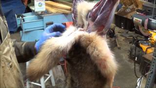 Professional Fur Handling Coyote Part 1 Skinning [upl. by Hausner441]