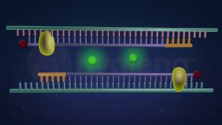 How RealTime and EndPoint PCR Works in the BAX® System [upl. by Holladay]