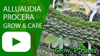 Alluaudia procera  grow amp care [upl. by Xonnel481]