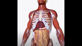 Valsalva Maneuver what is it how it works how to use it for training [upl. by Atikat]