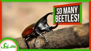 Why Are There So Many Beetles [upl. by Akiehs555]