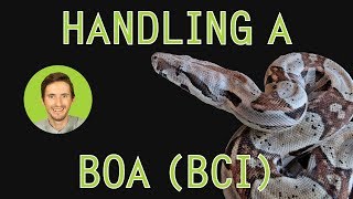 How to Handle a Boa [upl. by Alexei635]