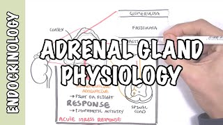 Endocrinology  Adrenal Gland Hormones [upl. by Zebulon]