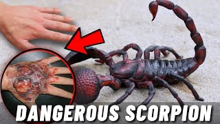 TOP 10 MOST DANGEROUS SCORPIONS IN THE WORLD [upl. by Nesahc]