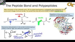 The Peptide Bond and Polypeptides [upl. by Ainesell]