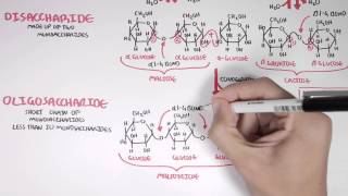 Biochemistry of Carbohydrates [upl. by Kaya]