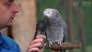 Einstein the Talking Parrot courtesy Knoxville Zoo [upl. by Netsrejk789]