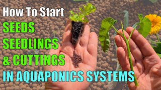 3 Ways to Start Plants in an Aquaponic System [upl. by Truitt]