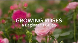 How to grow Roses  Grow at Home  Royal Horticultural Society [upl. by Maghutte103]