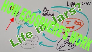 How Ecospheres Work  Life in Jars [upl. by Bran802]