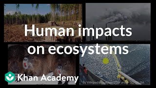 Human impacts on ecosystems  Biodiversity and human impacts  High school biology  Khan Academy [upl. by Trudey]