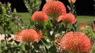 Protea plant garden update  20 months later  protea leucospermum leucadendron and mimetes [upl. by Linc]